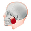 Jawline Exerciser