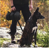 Roll-Up Dog Travel Mat